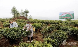 【网评大赛】乡村振兴需造血促活力