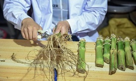 【网评大赛】大学生为产业强滇注入新力量