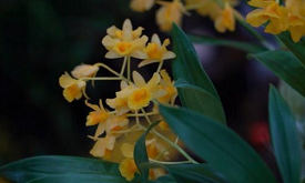 【网评大赛】走稳云花高质量发展之路