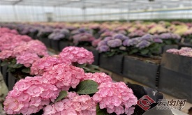 【网评大赛】数字“飞花令”花动云南