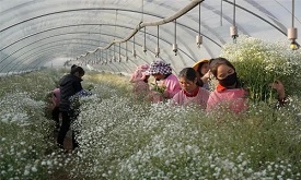 【网评大赛】用“小花”撑起致富大产业