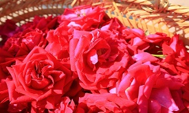 【网评大赛】做大做强滇系绿色食品产业