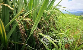 【网评大赛】墨江紫米带来的产业启示