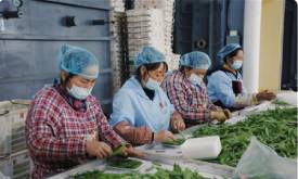 【网评大赛】树品牌 助力“云菜”出滇