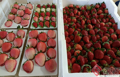 【政经说说】让更多“黑草莓”变身“金疙瘩”