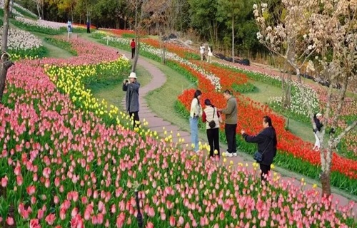 【政经说说】云岭赏花，一路生花