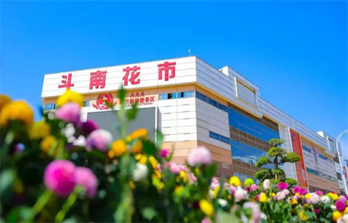 一条吐槽视频，何以成就斗南蝶变？